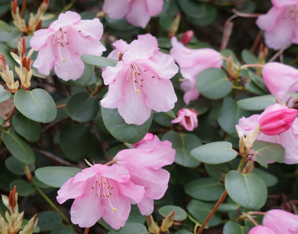 Rhododendron williamsianum